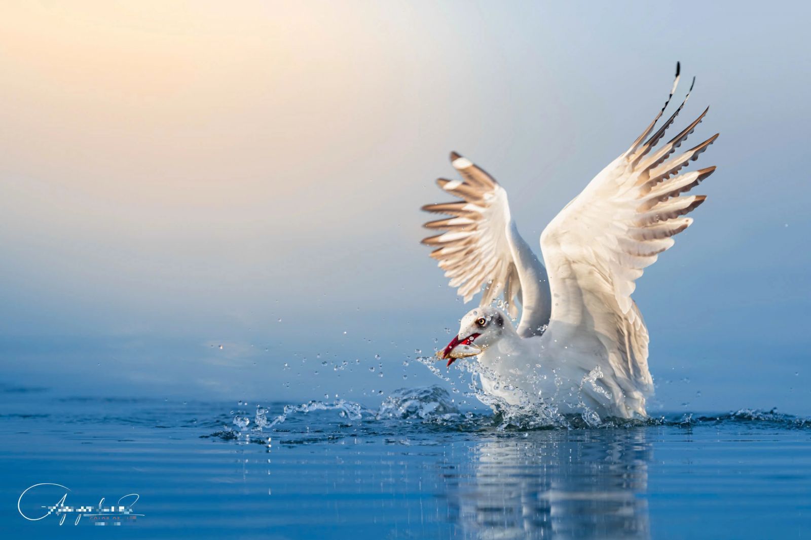 Chim hải âu xuất hiện dày đặc, sà xuống săn cá ở cửa biển Rạch Giá